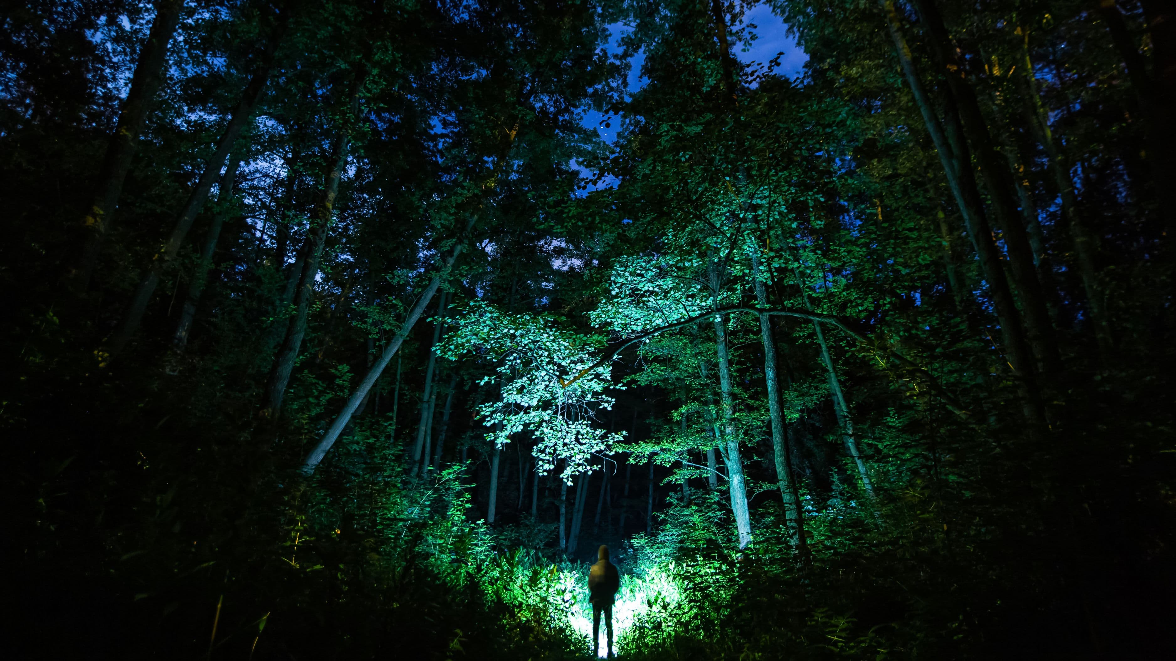 What Is the Dark Forest Theory of the Internet?